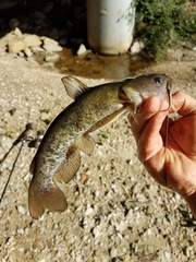 Ameiurus platycephalus