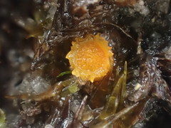 Octospora tuberculata