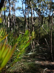 Gompholobium grandiflorum