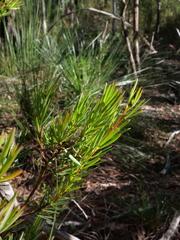 Gompholobium grandiflorum