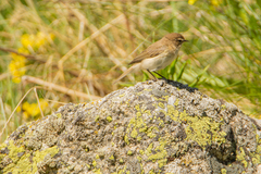 Phylloscopus sindianus