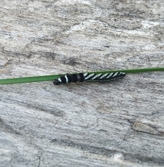 Helcystogramma lutatella