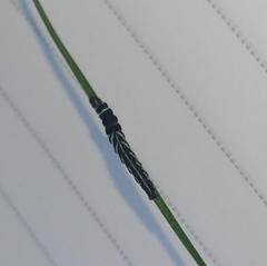 Helcystogramma lutatella