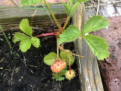 Fragaria