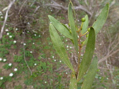 Acacia dodonaeifolia