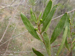 Acacia dodonaeifolia
