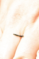 Helcystogramma lutatella