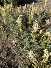 Astragalus curvicarpus