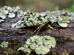 Meterana exquisita