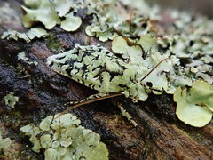 Meterana exquisita