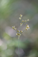 Juncus ensifolius