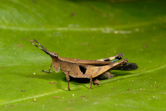 Xiphiola cyanoptera