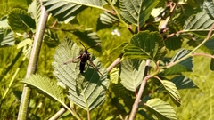 Synanthedon spheciformis