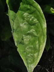 Omphalodes cappadocica