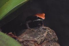 Mantella betsileo