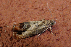 Olethreutes hamameliana