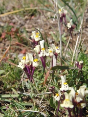 Linaria amethystea