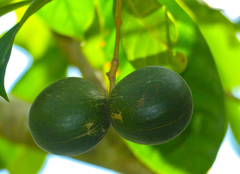 Tabernaemontana macrocarpa