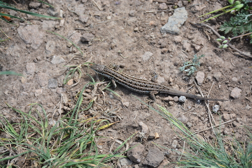 Dwarf Lizard
