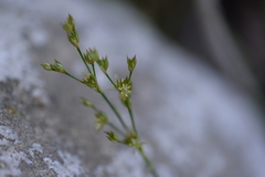 Juncus ensifolius