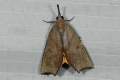 Corcobara angulipennis