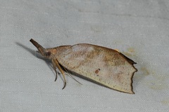 Corcobara angulipennis