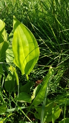 Alisma plantago-aquatica
