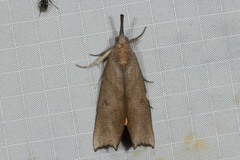 Corcobara angulipennis