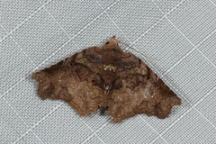 Ectogoniella