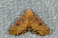 Malatrogia castanitis