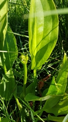 Alisma plantago-aquatica