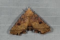 Malatrogia castanitis