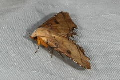 Malatrogia castanitis