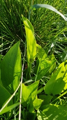 Alisma plantago-aquatica