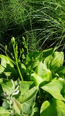 Alisma plantago-aquatica