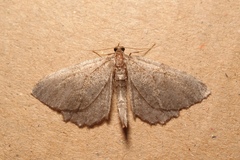 Philereme vetulata
