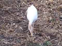 Bubulcus ibis
