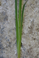 Juncus ensifolius