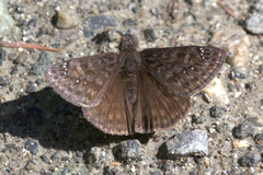 Erynnis persius