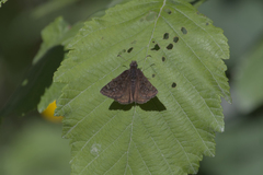 Erynnis persius