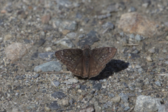 Erynnis persius