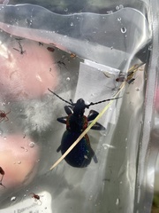 Carabus vietinghoffii