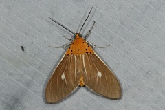 Asota producta