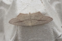 Scopula emutaria
