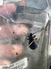 Carabus vietinghoffii