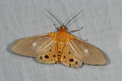 Asota producta