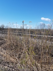 Phragmites australis