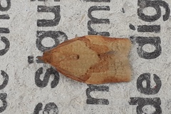 Clepsis consimilana