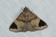 Mecodina poaphiloides