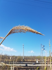 Phragmites australis